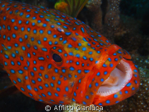 coral grouper by Afflitti Gianluca 